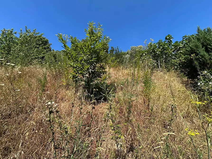 Immagine 14 di Terreno agricolo in vendita  a Bracigliano