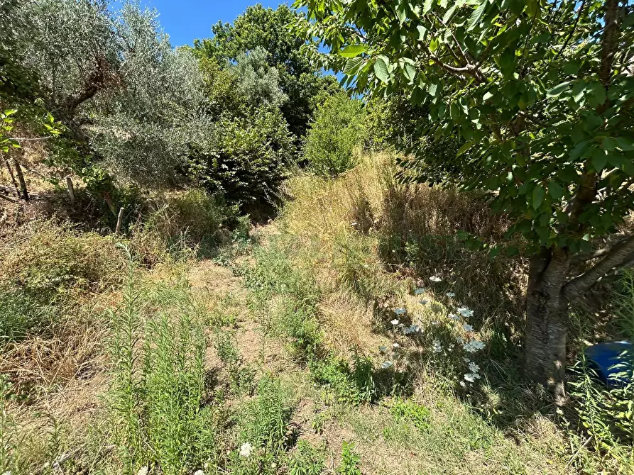 Immagine 27 di Terreno agricolo in vendita  a Bracigliano