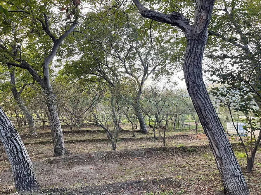 Immagine 2 di Terreno agricolo in vendita  in via sa francesco a Avella