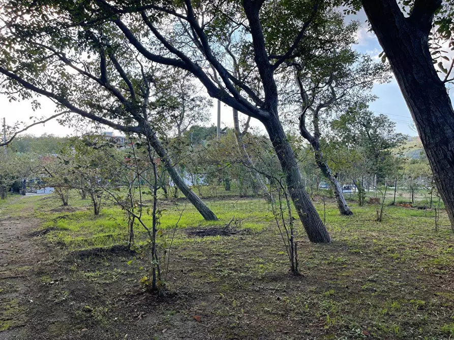 Immagine 3 di Terreno agricolo in vendita  in via sa francesco a Avella