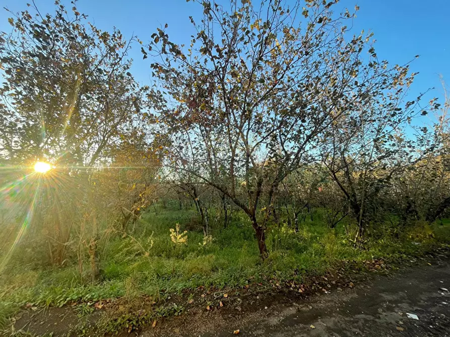 Immagine 5 di Locale commerciale in vendita  in avella a Avella