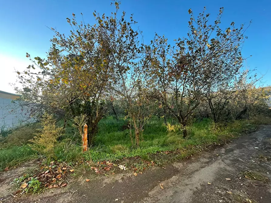 Immagine 7 di Locale commerciale in vendita  in avella a Avella