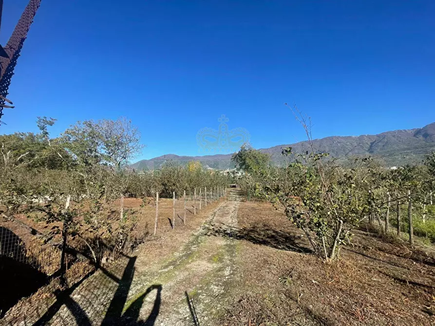 Immagine 3 di Terreno agricolo in vendita  in sperone a Sperone