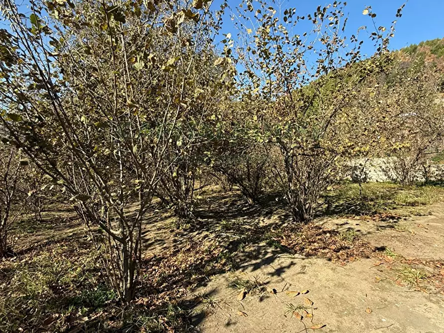 Immagine 4 di Terreno agricolo in vendita  in Via Tuoro di Sasso a Roccarainola