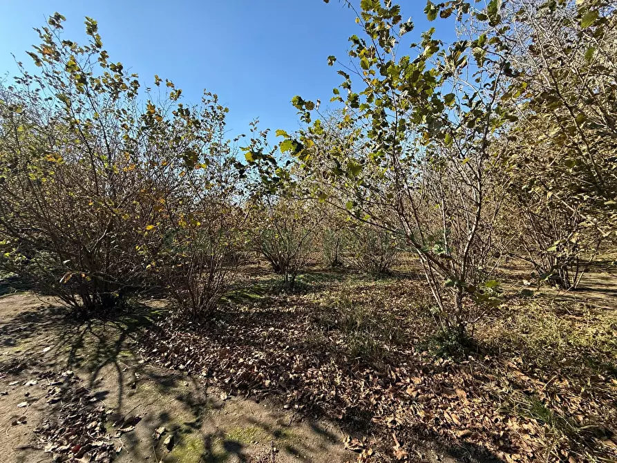 Immagine 5 di Terreno agricolo in vendita  in Via Tuoro di Sasso a Roccarainola