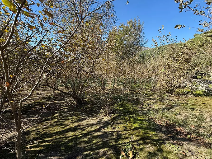 Immagine 6 di Terreno agricolo in vendita  in Via Tuoro di Sasso a Roccarainola