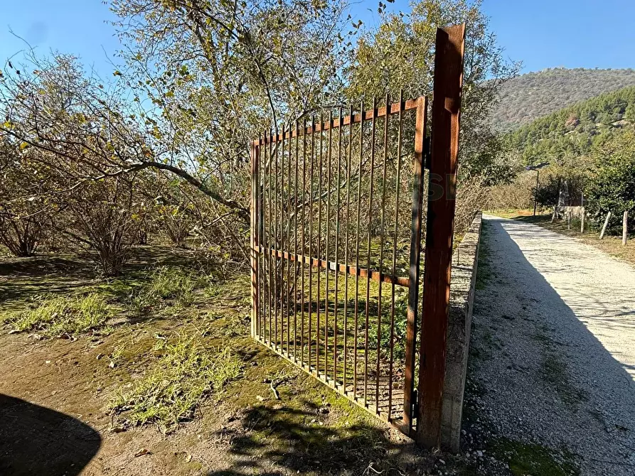 Immagine 7 di Terreno agricolo in vendita  in Via Tuoro di Sasso a Roccarainola