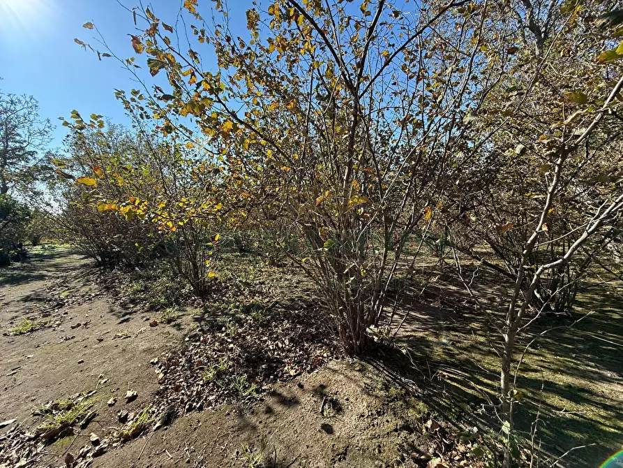 Immagine 8 di Terreno agricolo in vendita  in Via Tuoro di Sasso a Roccarainola