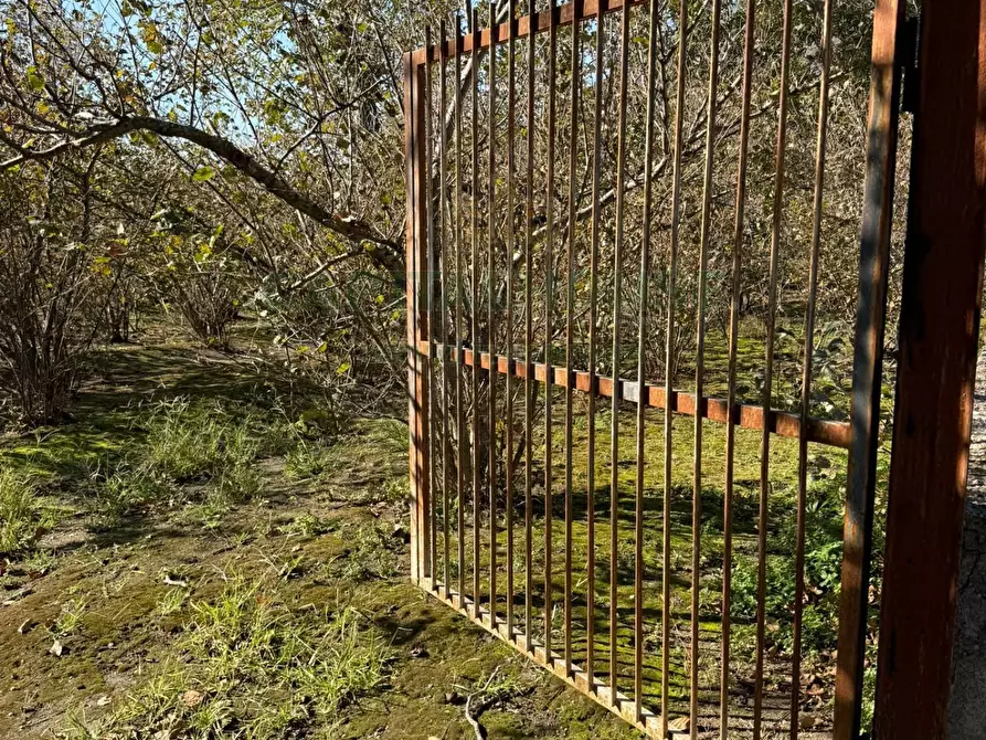 Immagine 9 di Terreno agricolo in vendita  in Via Tuoro di Sasso a Roccarainola