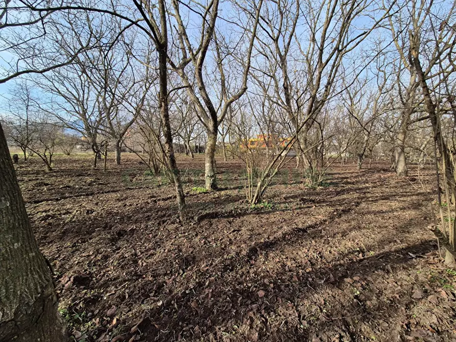 Immagine 5 di Terreno agricolo in vendita  in via giugliani a Cercola