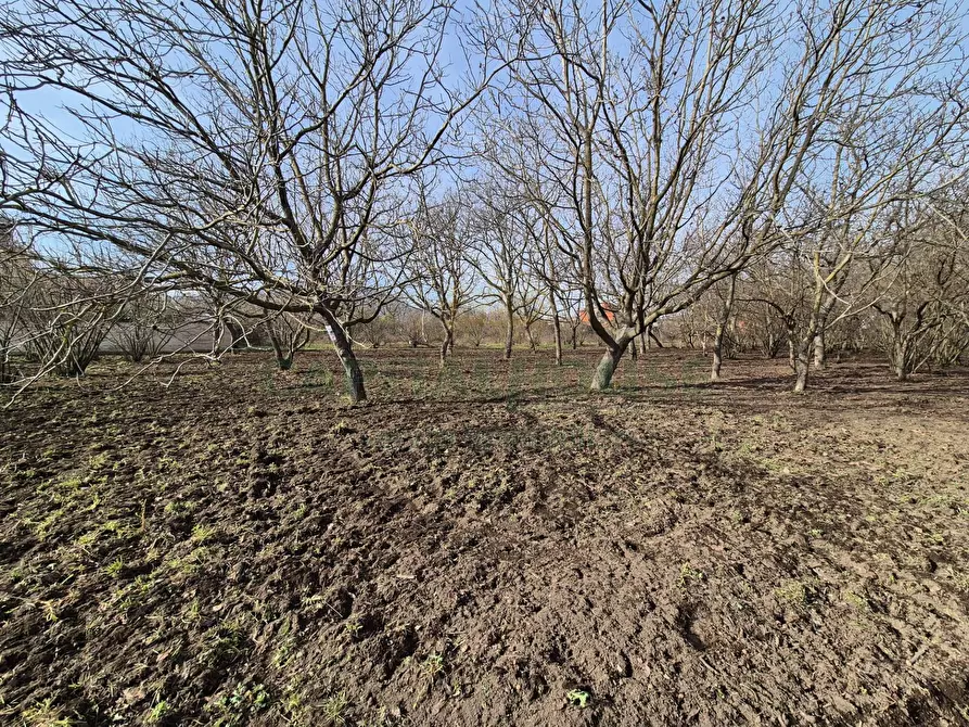 Immagine 9 di Terreno agricolo in vendita  in via giugliani a Cercola