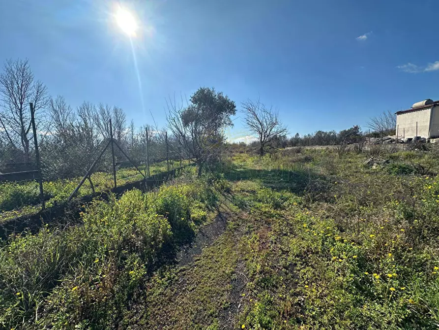 Immagine 4 di Terreno agricolo in vendita  in via Vicinale Mauro Vecchio a Cercola