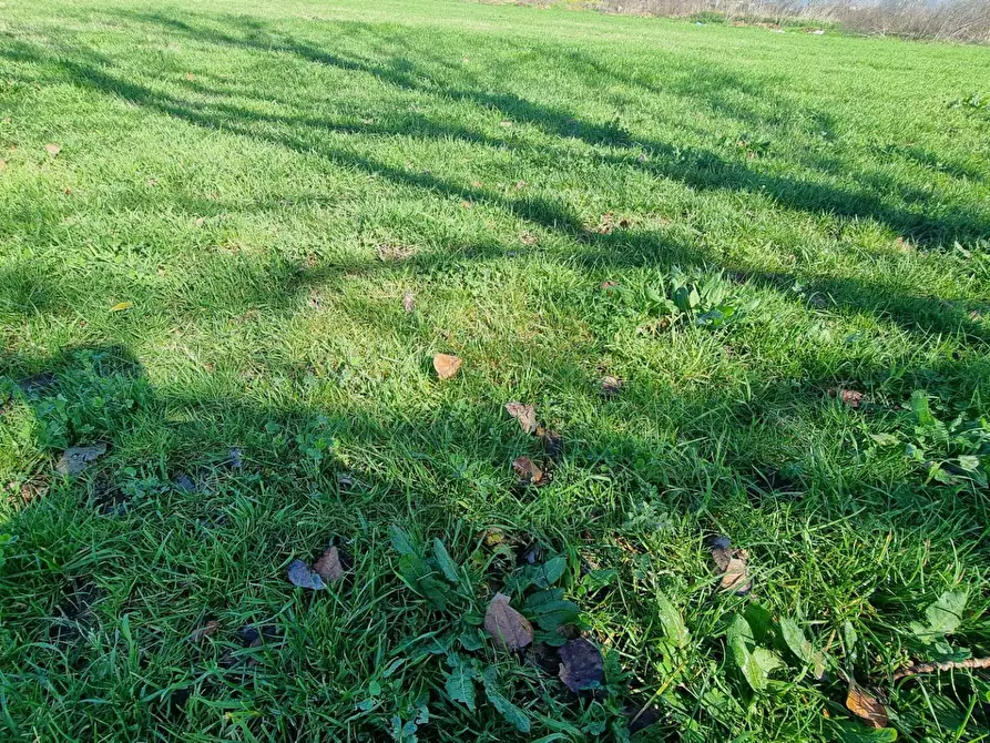 Immagine 7 di Terreno agricolo in vendita  a Marcianise