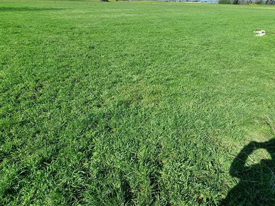 Immagine 14 di Terreno agricolo in vendita  a Marcianise