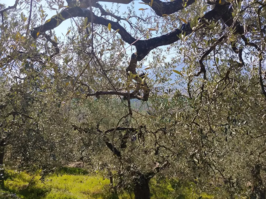 Immagine 5 di Terreno agricolo in vendita  in sirignano a Sirignano