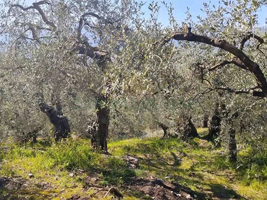 Immagine 8 di Terreno agricolo in vendita  in sirignano a Sirignano