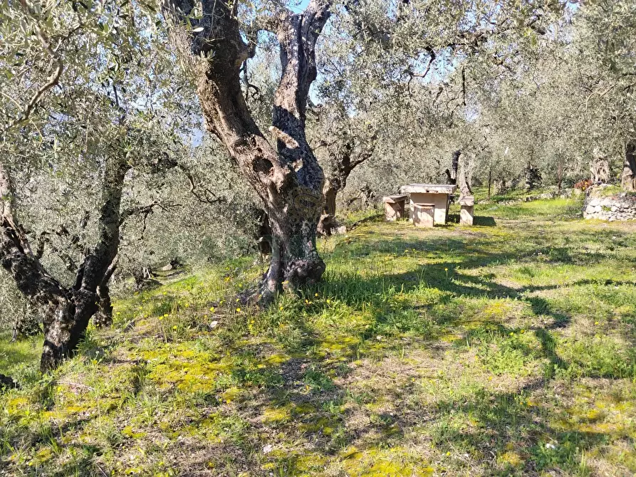 Immagine 11 di Terreno agricolo in vendita  in sirignano a Sirignano