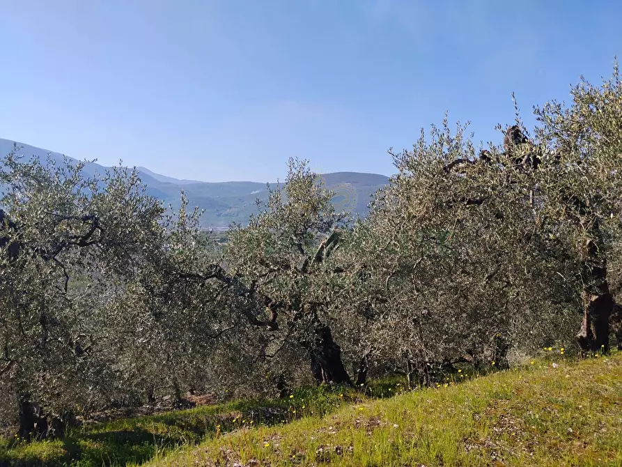 Immagine 13 di Terreno agricolo in vendita  in sirignano a Sirignano