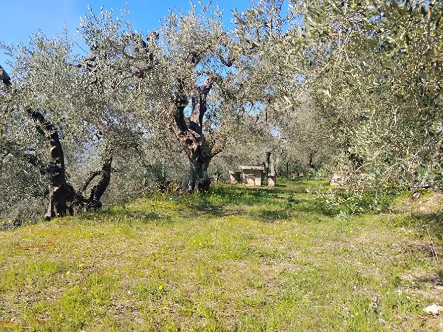 Immagine 14 di Terreno agricolo in vendita  in sirignano a Sirignano
