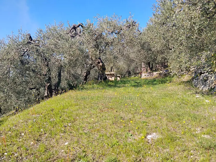 Immagine 15 di Terreno agricolo in vendita  in sirignano a Sirignano