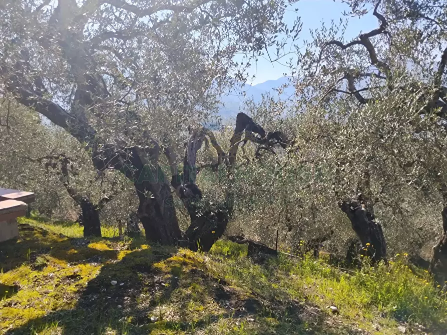 Immagine 16 di Terreno agricolo in vendita  in sirignano a Sirignano
