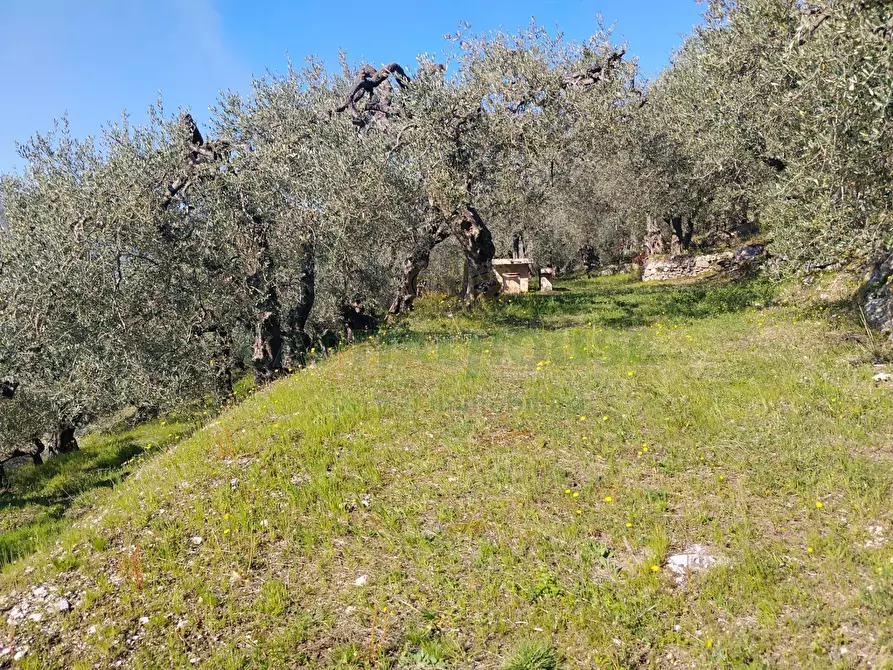 Immagine 19 di Terreno agricolo in vendita  in sirignano a Sirignano