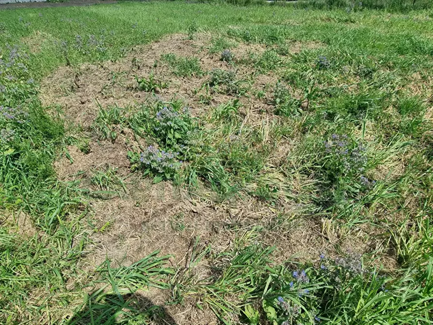 Immagine 5 di Terreno residenziale in vendita  a Marcianise