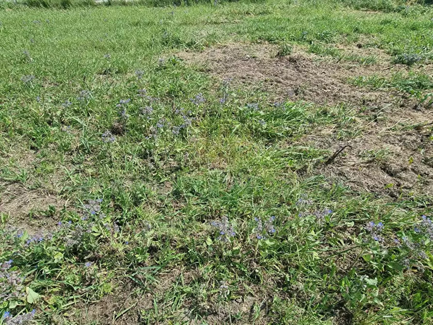 Immagine 6 di Terreno residenziale in vendita  a Marcianise