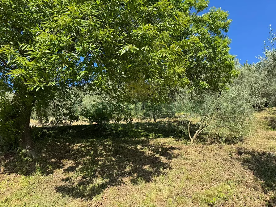 Immagine 8 di Terreno residenziale in vendita  in quadrelle a Quadrelle