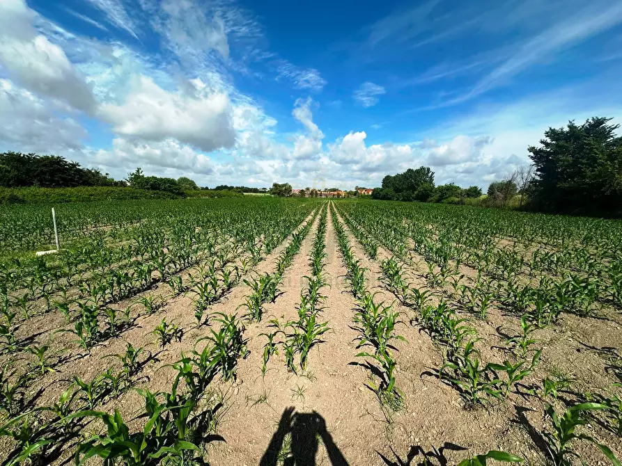 Immagine 1 di Terreno agricolo in vendita  in MASSERIA ADINOLFI a Capua