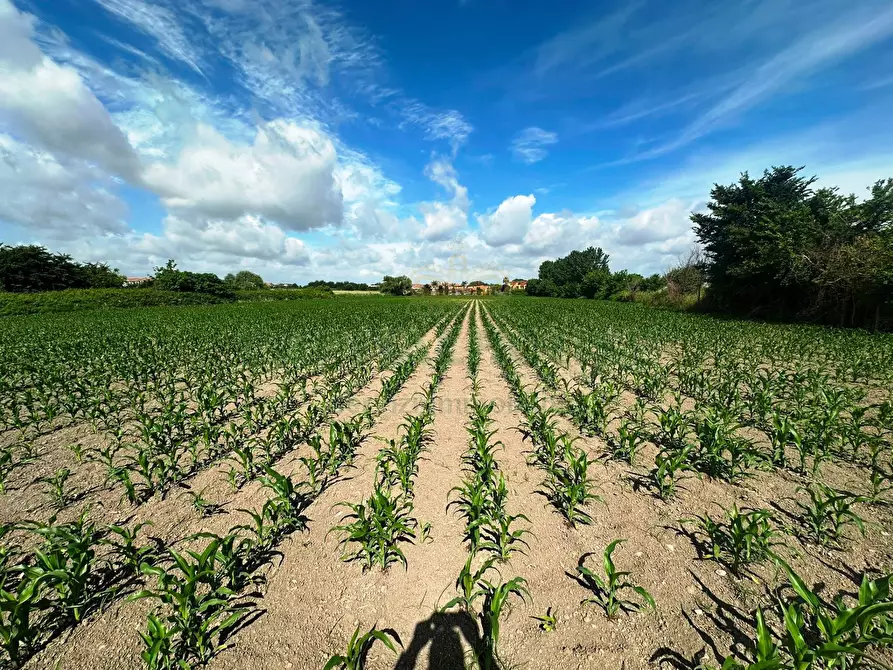 Immagine 3 di Terreno agricolo in vendita  in MASSERIA ADINOLFI a Capua