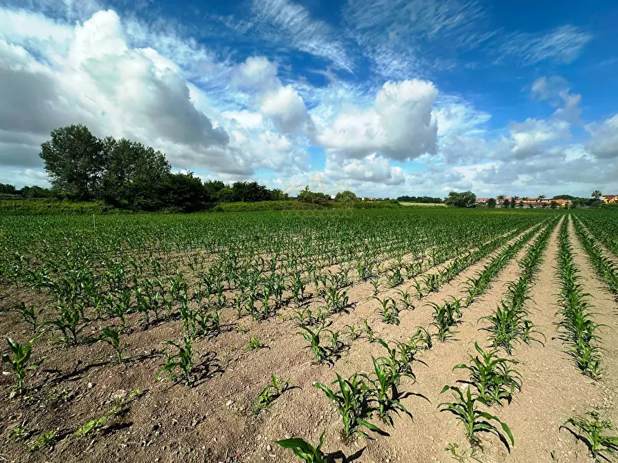 Immagine 5 di Terreno agricolo in vendita  in MASSERIA ADINOLFI a Capua