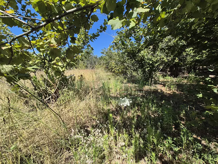 Immagine 7 di Terreno agricolo in vendita  in via palma a Cercola