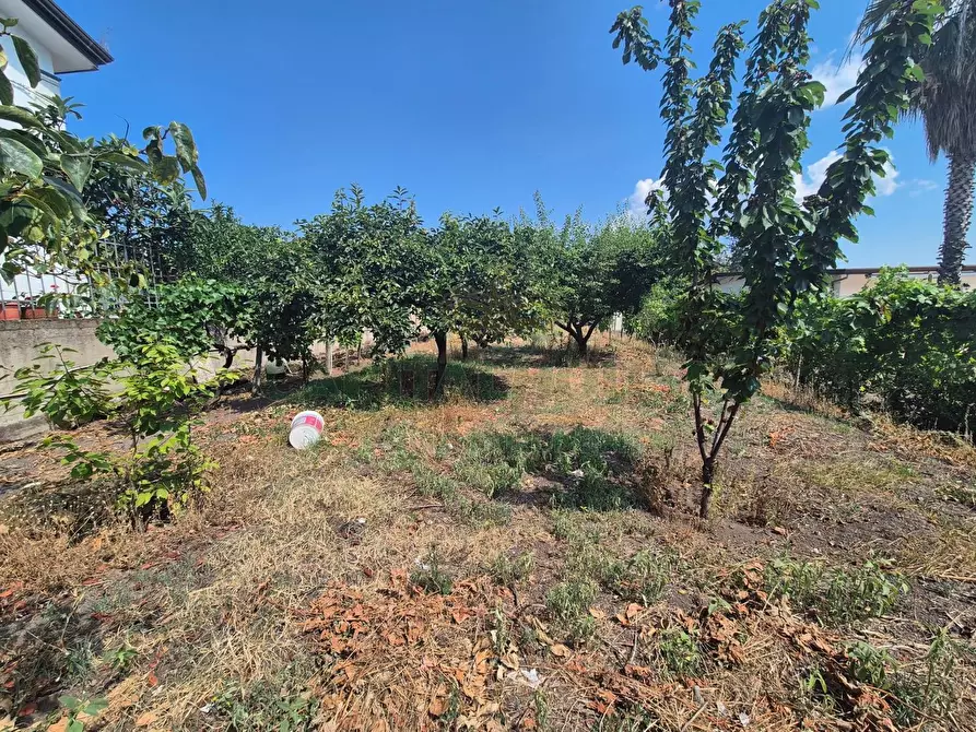 Immagine 6 di Terreno agricolo in vendita  in via masseria barra a Ottaviano
