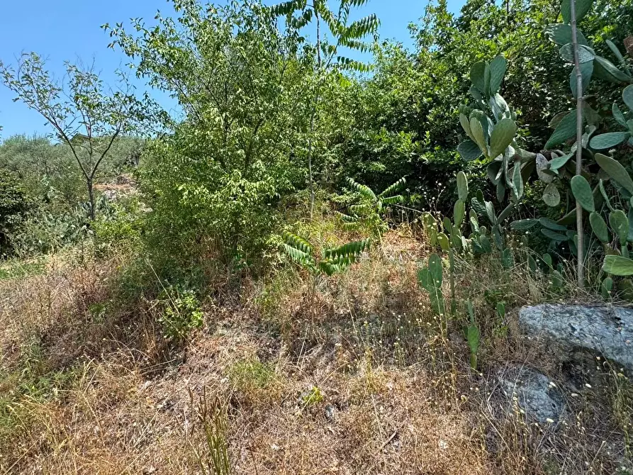 Immagine 3 di Terreno agricolo in vendita  in mugnano del cardinale a Mugnano Del Cardinale