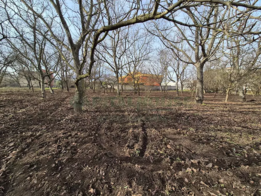 Immagine 6 di Terreno agricolo in vendita  in via giugliani a Cercola