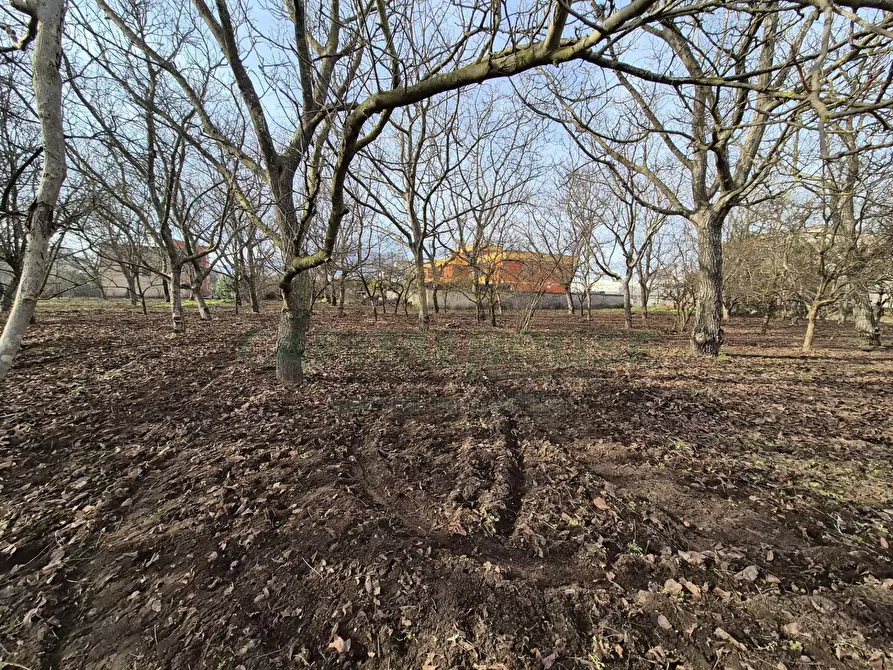 Immagine 7 di Terreno agricolo in vendita  in via giugliani a Cercola