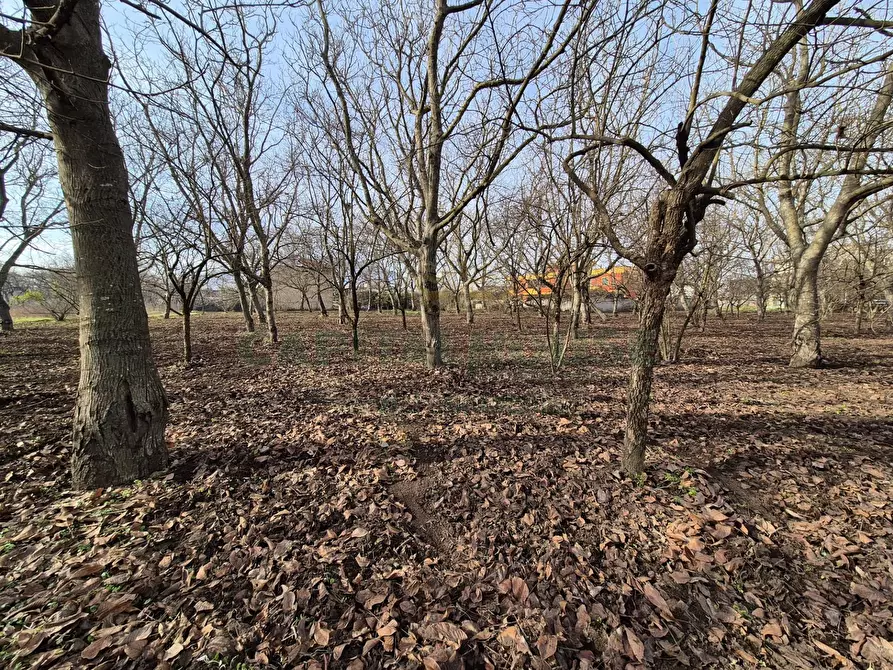 Immagine 8 di Terreno agricolo in vendita  in via giugliani a Cercola