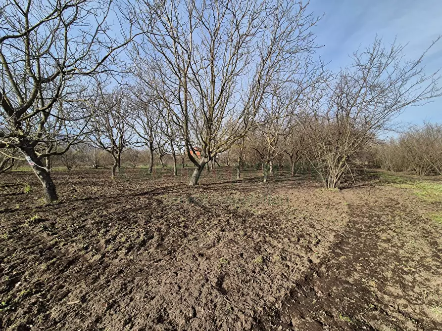 Immagine 14 di Terreno agricolo in vendita  in via giugliani a Cercola