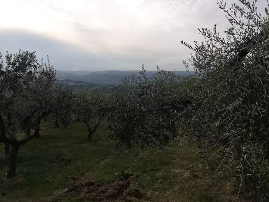 Immagine 3 di Terreno agricolo in vendita  a Cupello
