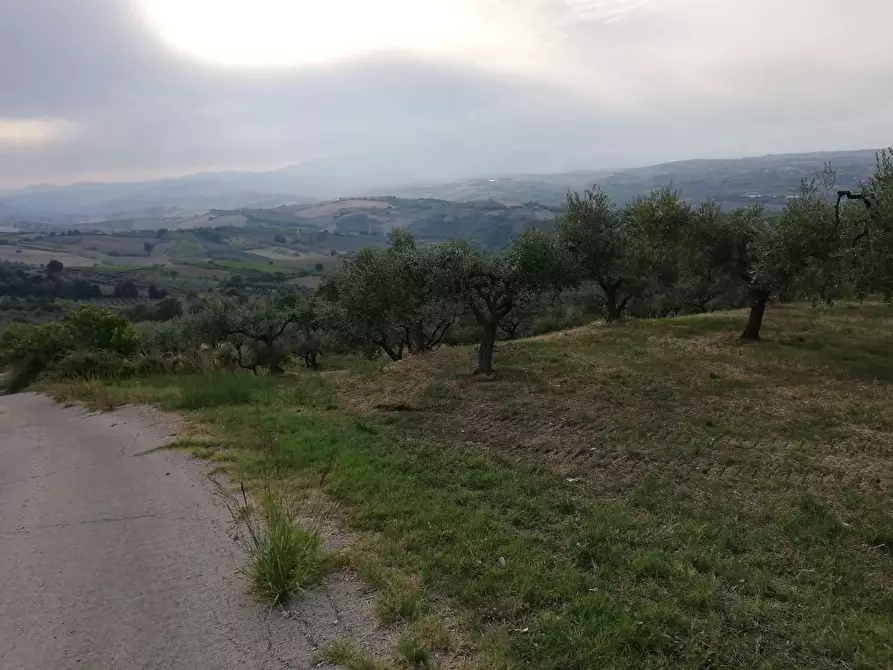 Immagine 4 di Terreno agricolo in vendita  a Cupello
