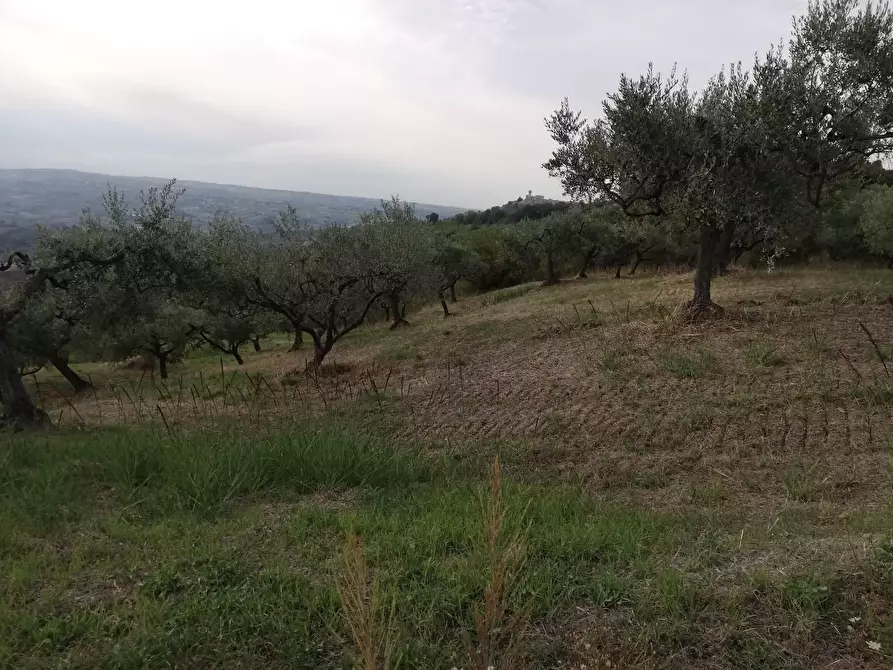 Immagine 6 di Terreno agricolo in vendita  a Cupello