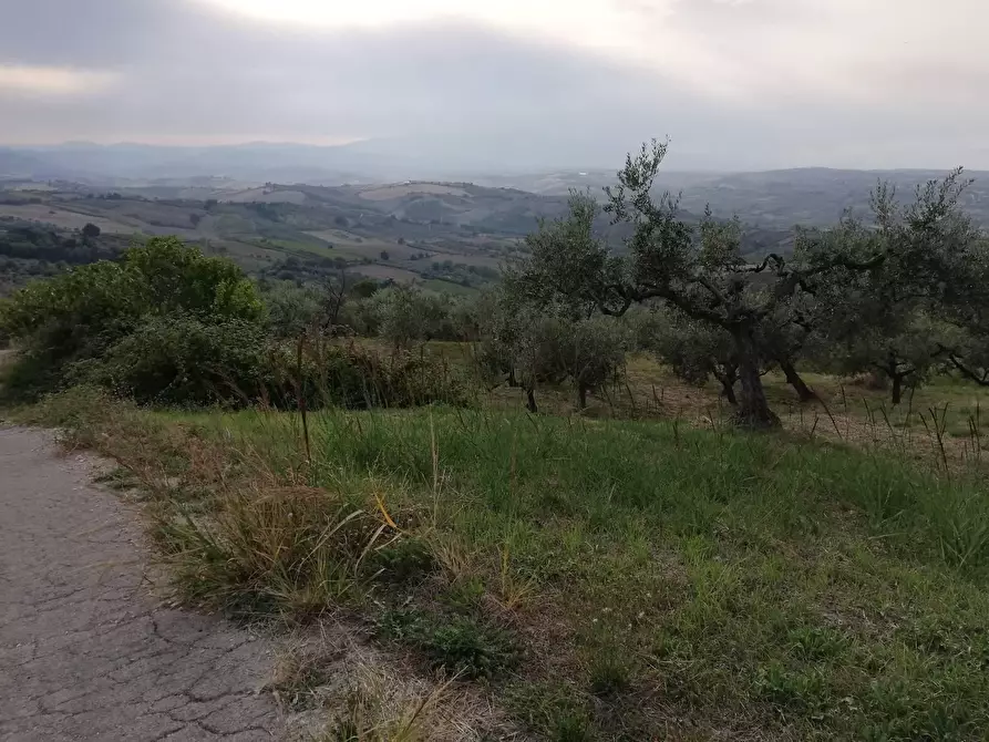 Immagine 5 di Terreno agricolo in vendita  a Cupello