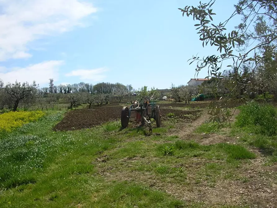 Immagine 4 di Terreno residenziale in vendita  in Monteleforche a Carunchio