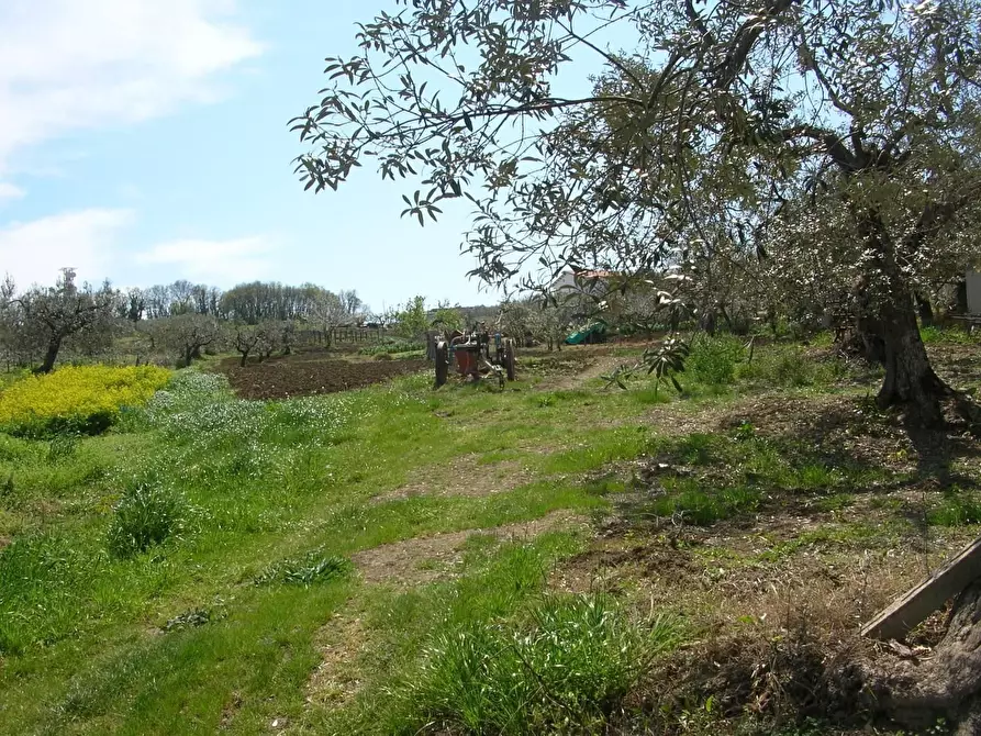 Immagine 5 di Terreno residenziale in vendita  in Monteleforche a Carunchio