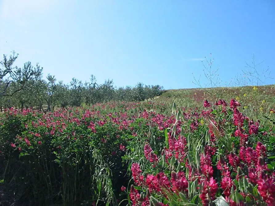 Immagine 4 di Terreno agricolo in vendita  in Provinciale 212 ex Strada Statale 86 a Cupello