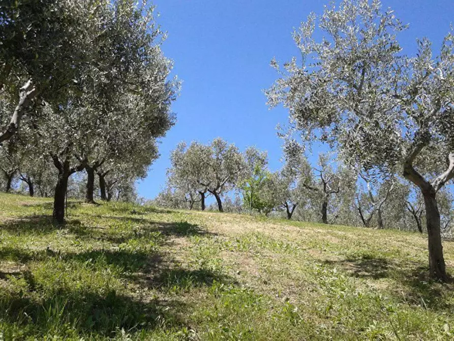 Immagine 13 di Terreno agricolo in vendita  in Provinciale 212 ex Strada Statale 86 a Cupello