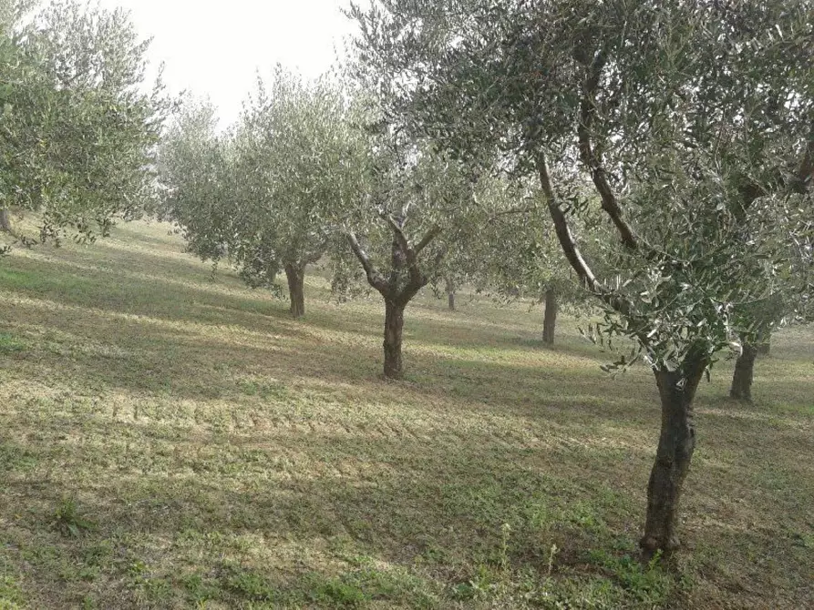 Immagine 17 di Terreno agricolo in vendita  in Provinciale 212 ex Strada Statale 86 a Cupello