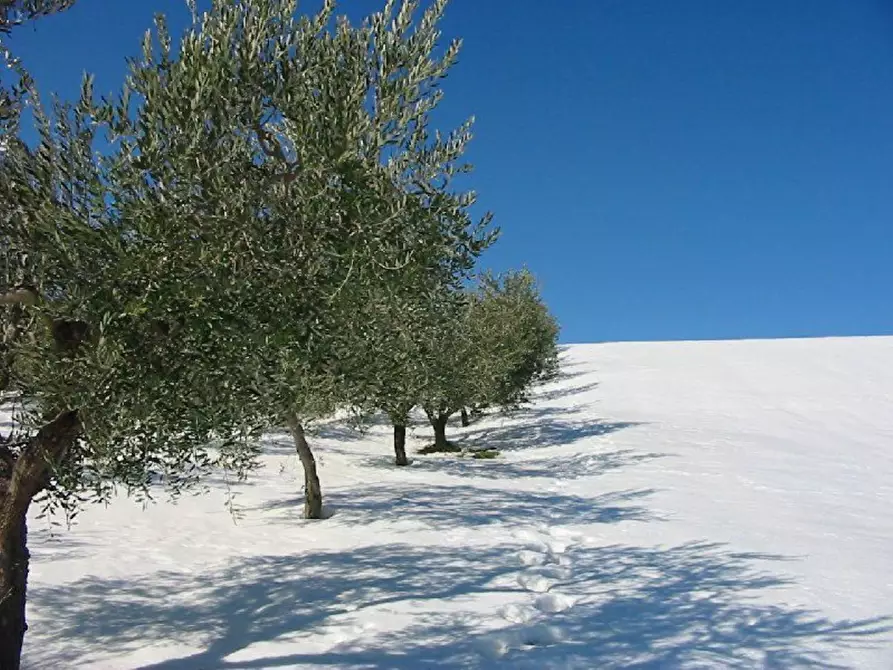Immagine 16 di Terreno agricolo in vendita  in Provinciale 212 ex Strada Statale 86 a Cupello