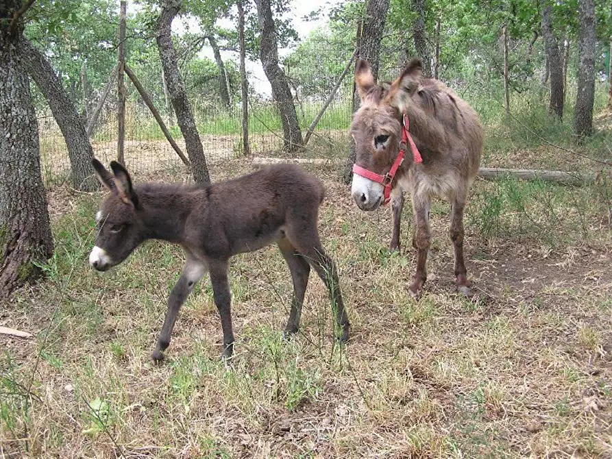 Immagine 9 di Locale commerciale in vendita  in Ctr. Ributtini a Cupello
